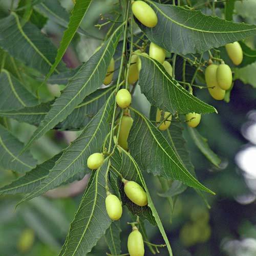 NEEM ACEITE (azadirachta indica seed oil) (1000)